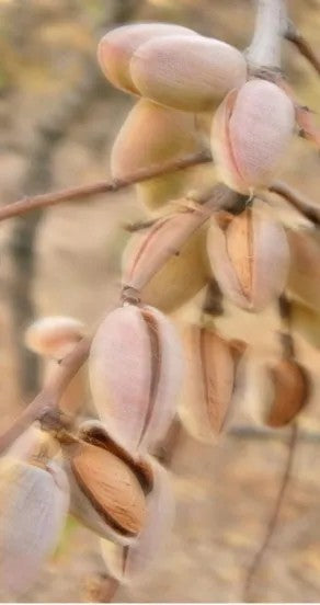 Hand Cream - Sweet Surrender, 75g