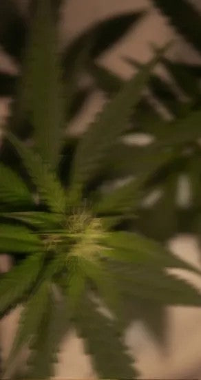 Perfume Oil - Incognito, 10ml