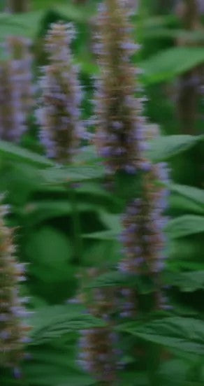 Perfume Oil - Temple Of Sensus, 10ml